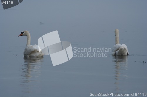 Image of Swans