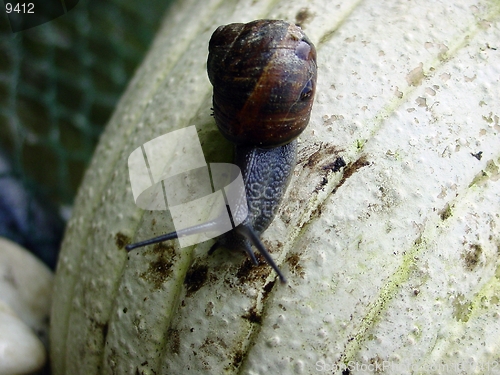 Image of Snail