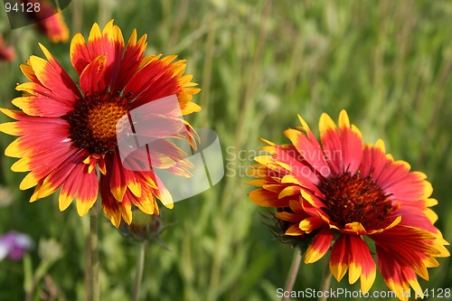 Image of Flowers