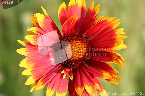 Image of Flower