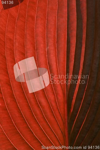 Image of Red