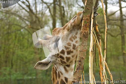 Image of Giraffes head