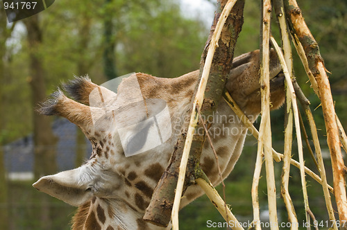 Image of Giraffes head