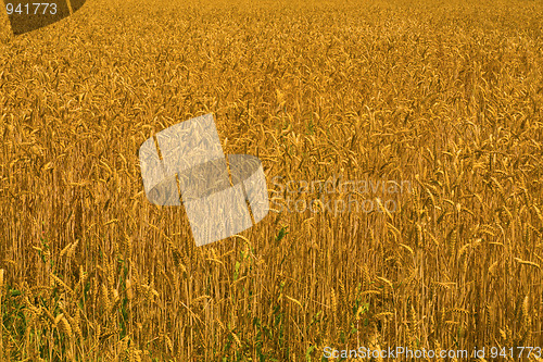 Image of Wheat field