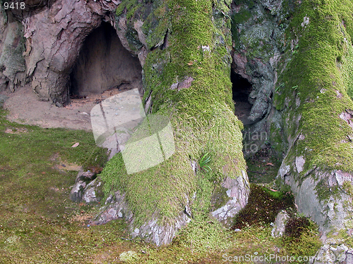 Image of  An old tree root covered by moss.