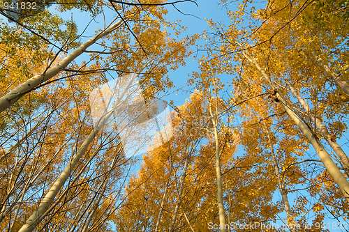 Image of Autumn