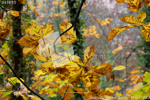 Image of Autumn