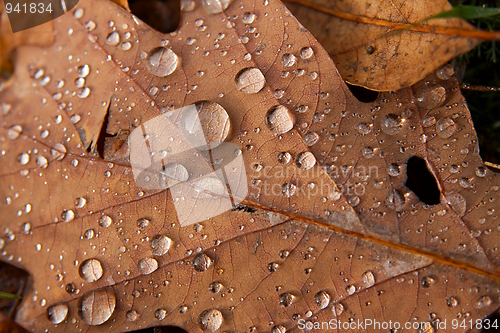 Image of Leaves