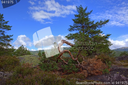 Image of Norwegian woods