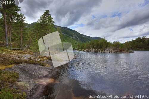 Image of Norwegian woods