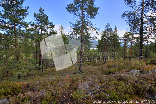 Image of Norwegian woods