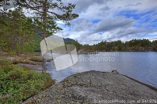 Image of Norwegian woods