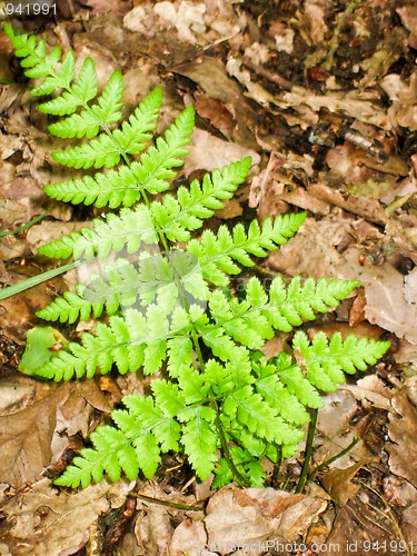 Image of Young Fern