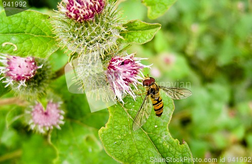 Image of Hoverfly on thistle