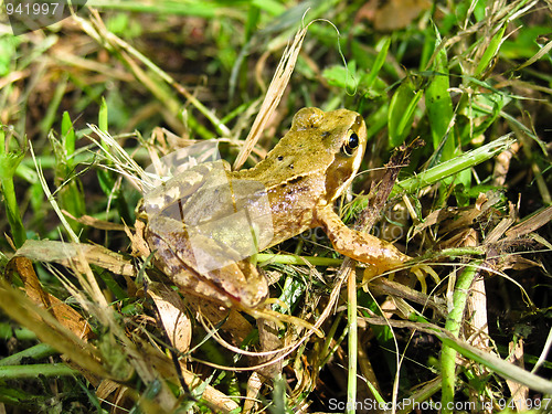 Image of Frog on riverbank