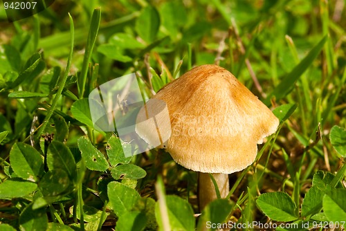 Image of Toadstool