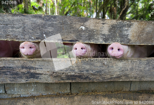 Image of close-up of three pig snouts