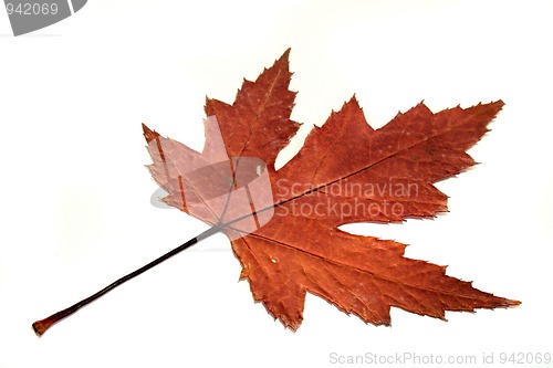 Image of Maple leaf