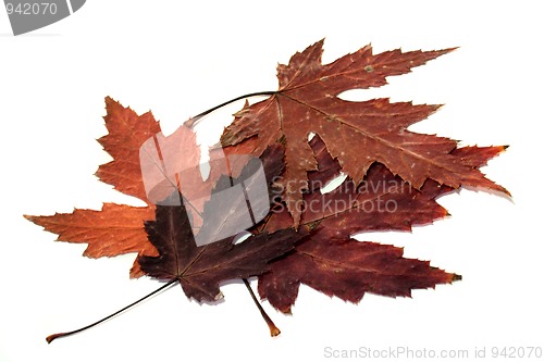 Image of Maple leaves