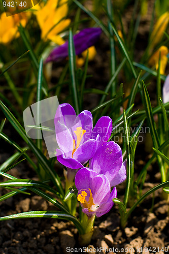 Image of  violet crocuses