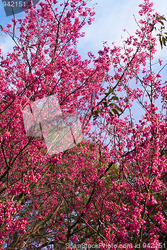 Image of Bougainvillea blossoms