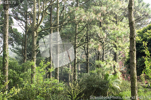 Image of green forest