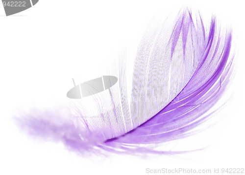 Image of Feather