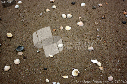 Image of seashell