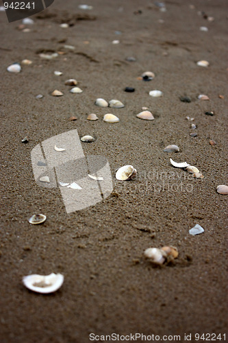 Image of seashell