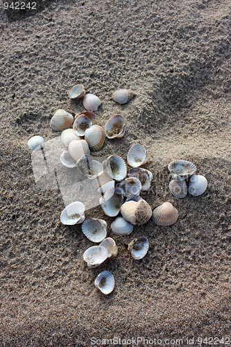 Image of seashell