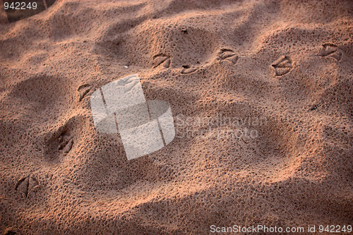 Image of seagullprints in the sand