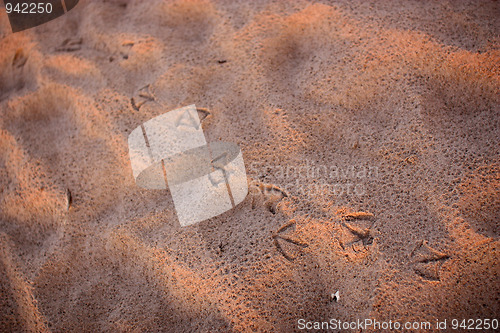 Image of seagullprints in the sand