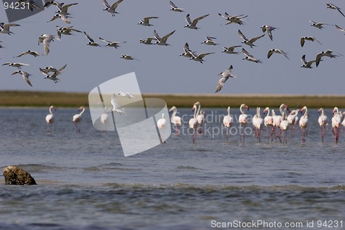 Image of Seabirds Mozambique