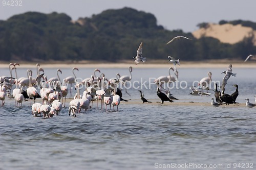 Image of Seabirds Mozambique