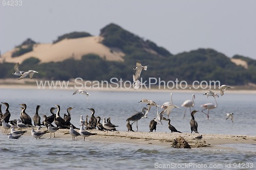 Image of Seabirds Mozambique