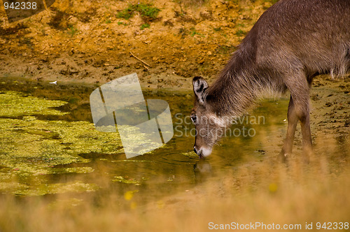 Image of Kudu