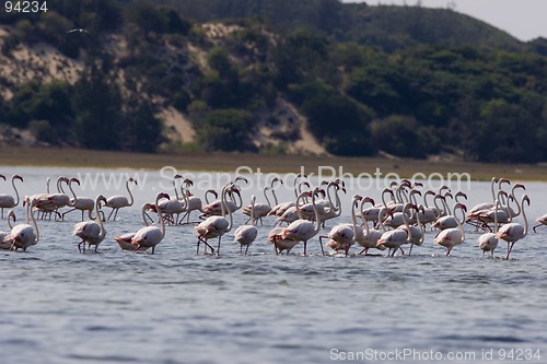 Image of Seabirds Mozambique