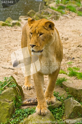 Image of Lioness