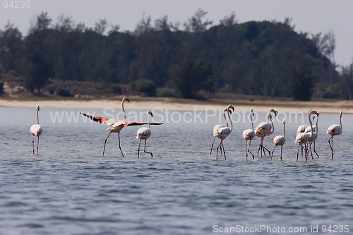 Image of Seabirds Mozambique