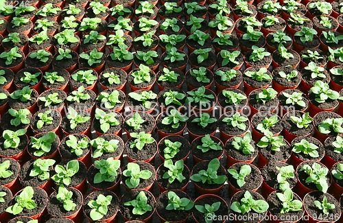 Image of potted plants in hothouse