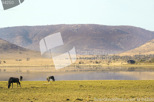 Image of Wildebeest Grazing