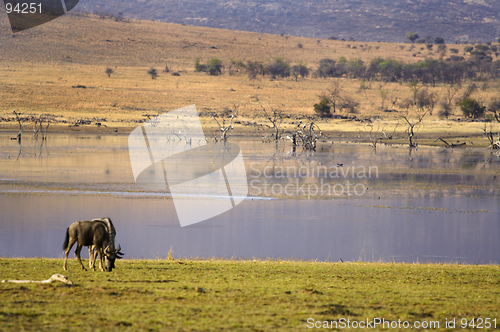 Image of Wildebeest