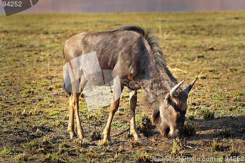 Image of Wildebeest