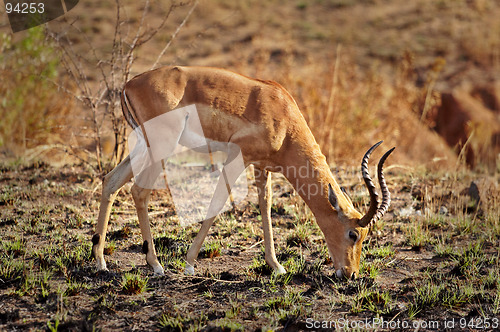 Image of Impala Antelope