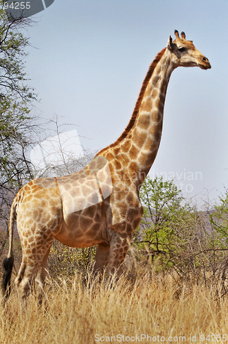 Image of Giraffe