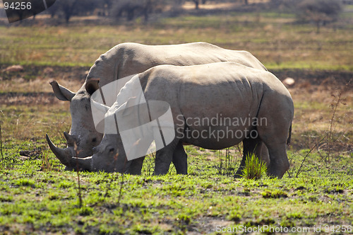 Image of Rhino Family