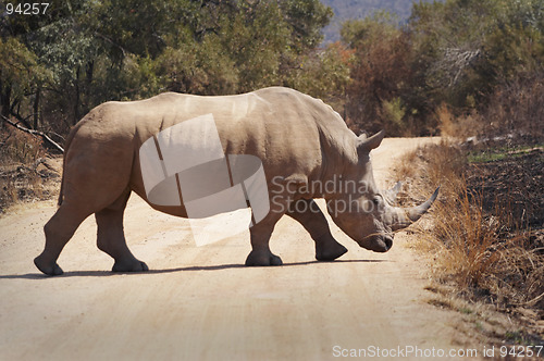 Image of Rhino crossing the road