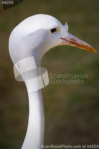 Image of Blue Crane