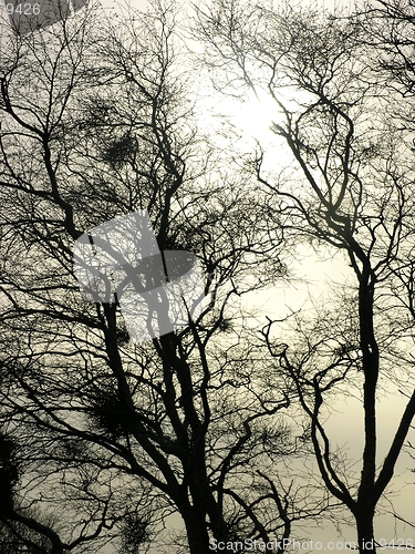 Image of trees against the light