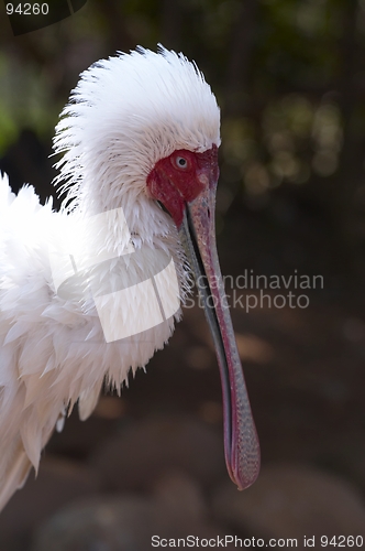 Image of Spoonbill Bird South Africa